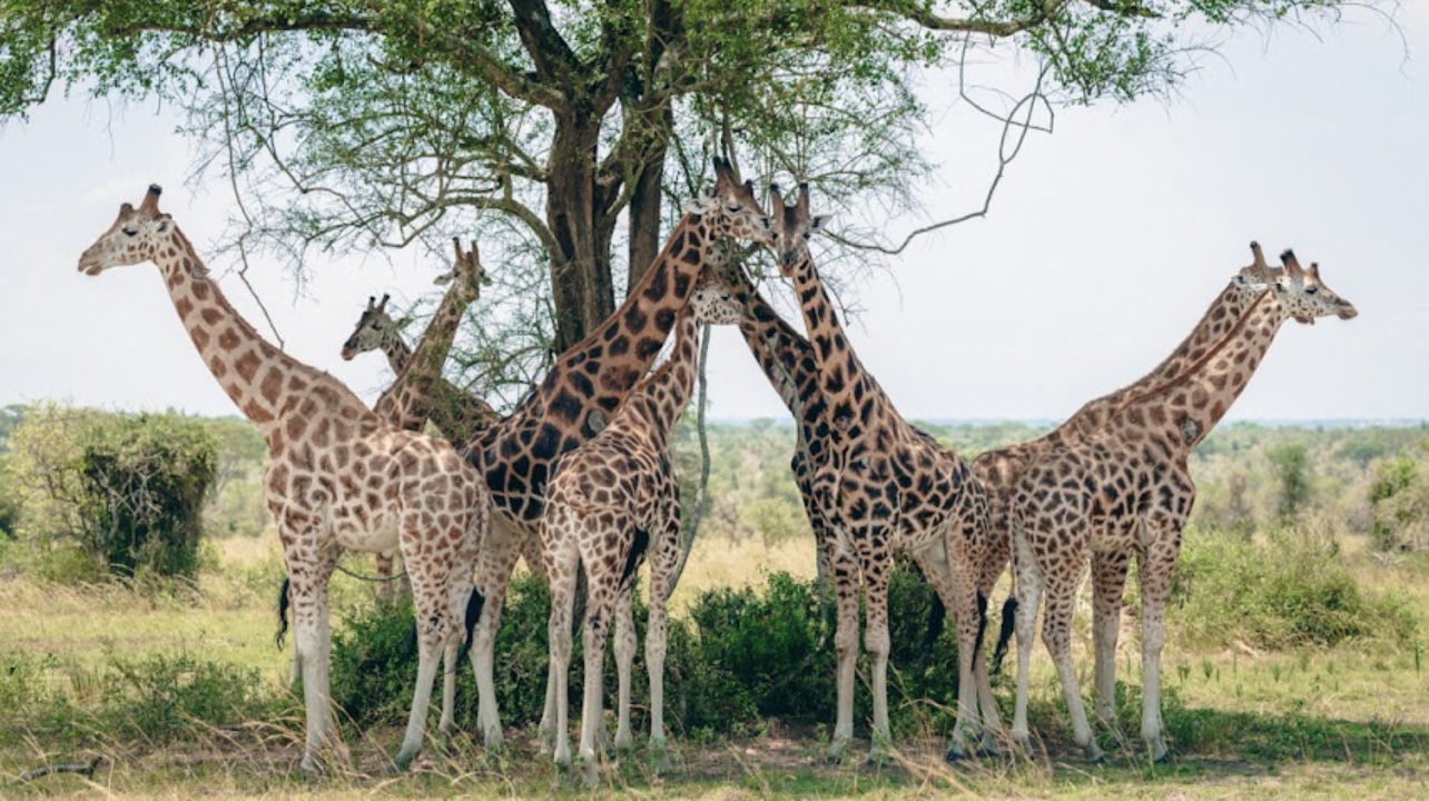 Kidepo Valley National Park