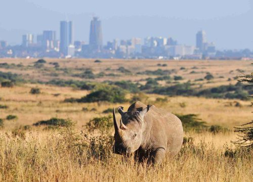 Nairobi National Park