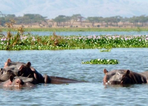 Lake Naivasha