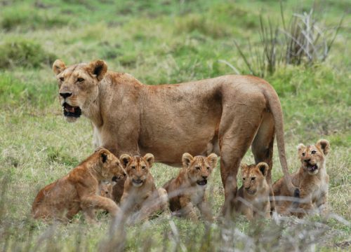 Mikumi National Park