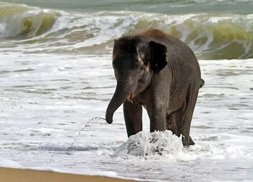 Saadani National Park