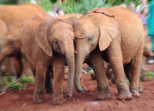 Baby Elephants & Rothschild Giraffes
