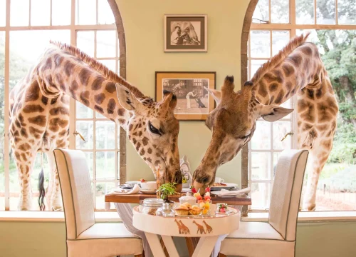 Giraffe Manor