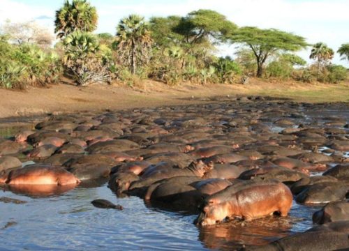 Katavi National Park
