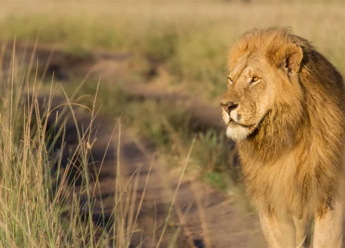 Maasai Mara National Reserve
