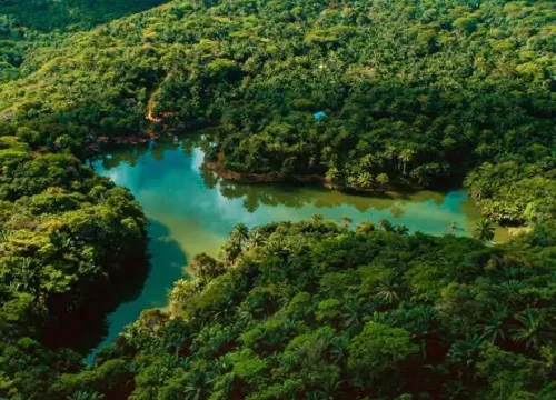 Magoroto Forest