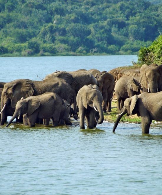 Queen Elizabeth National Park