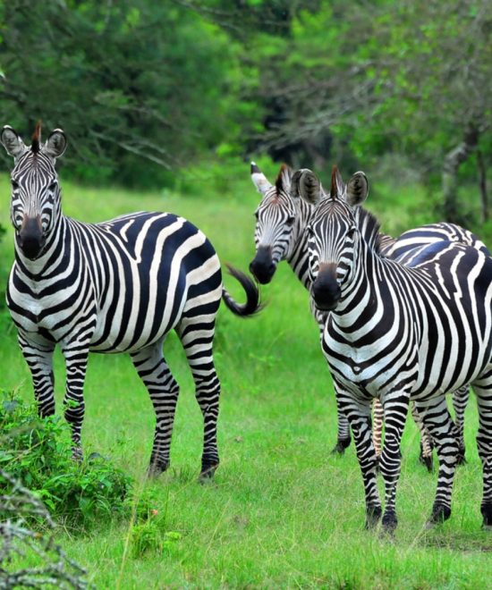 Lake Mburo National Park