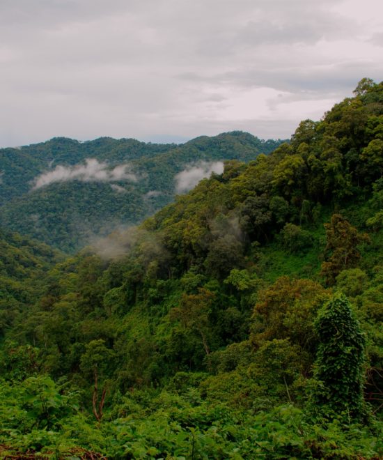 Bwindi Impenetrable Forest