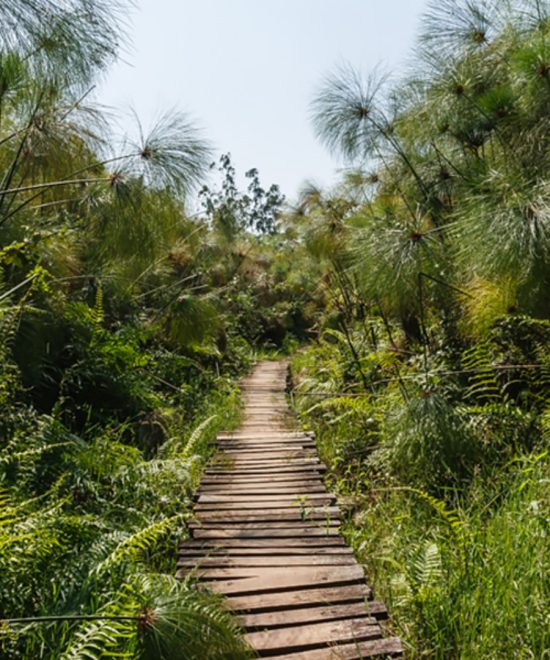 Bigodi Wetlands Sanctuary