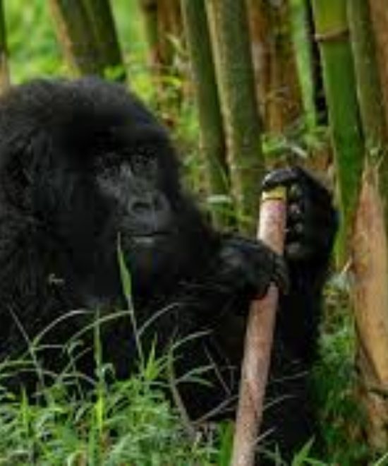 Mgahinga Gorilla National Park