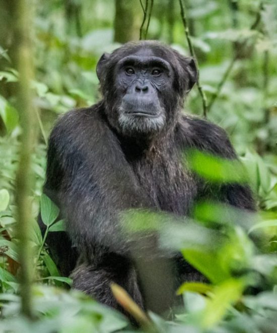 Kibale Forest National Park