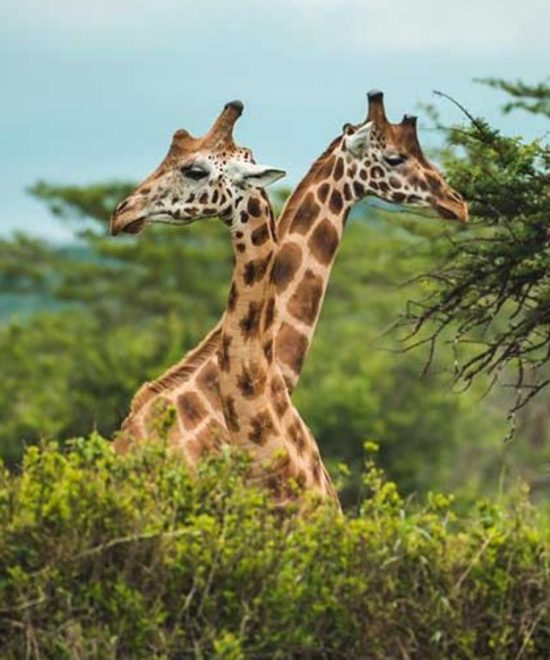 Pian Upe National Park