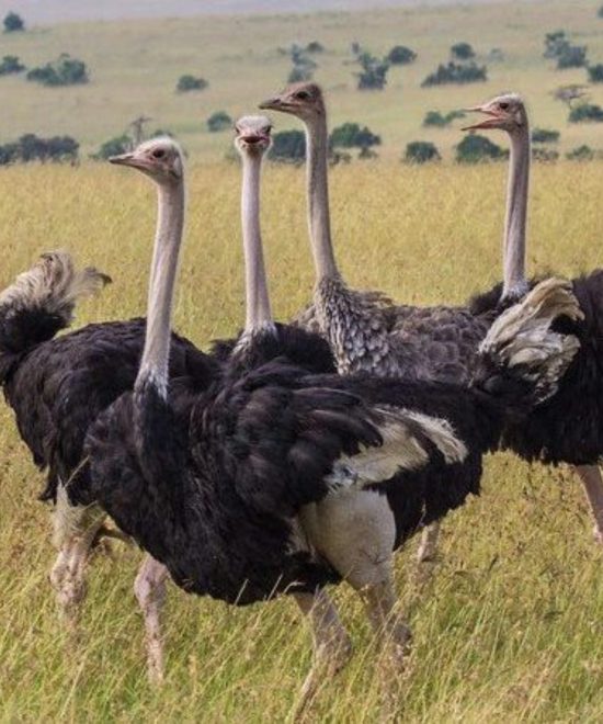 Matheniko Game Reserve 